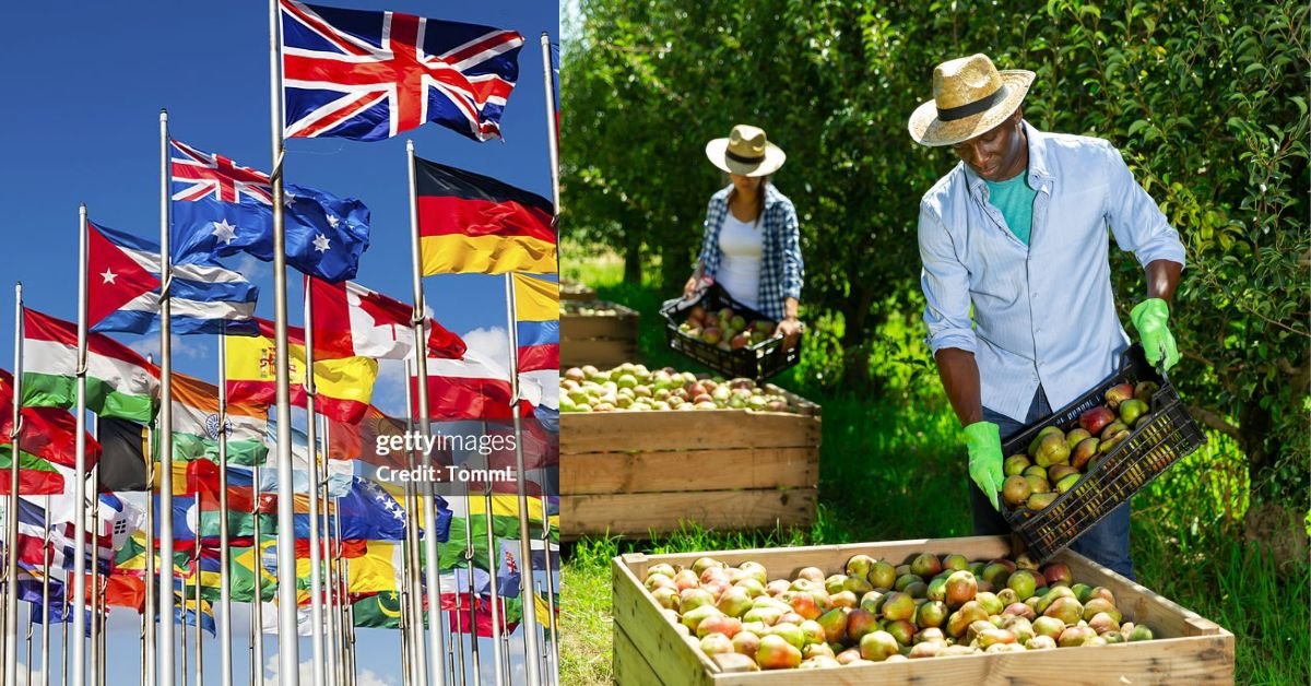 How to Apply for Fruit Picking Jobs Overseas